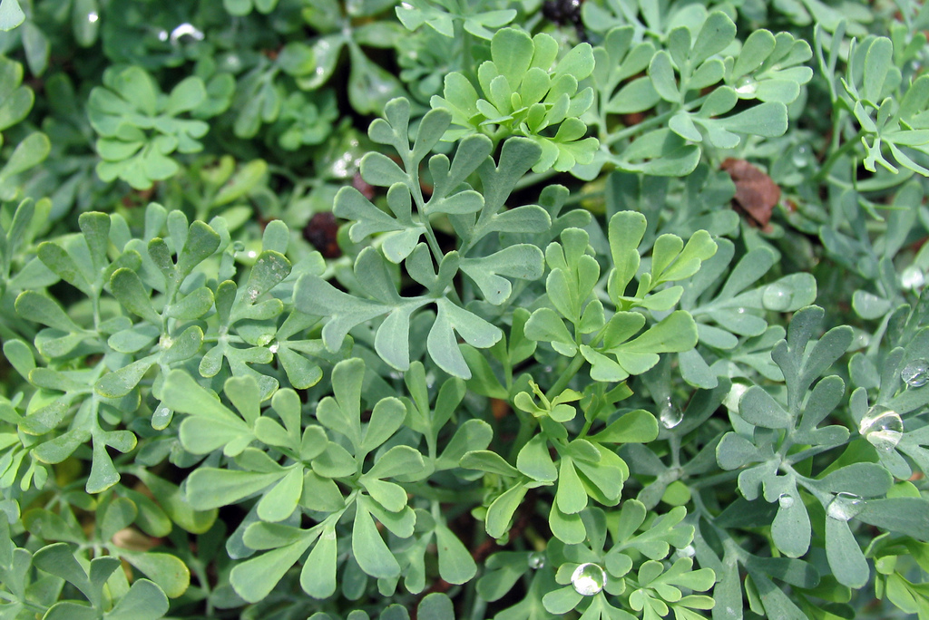 فیجن ، Herb-of-Grace، سیاب